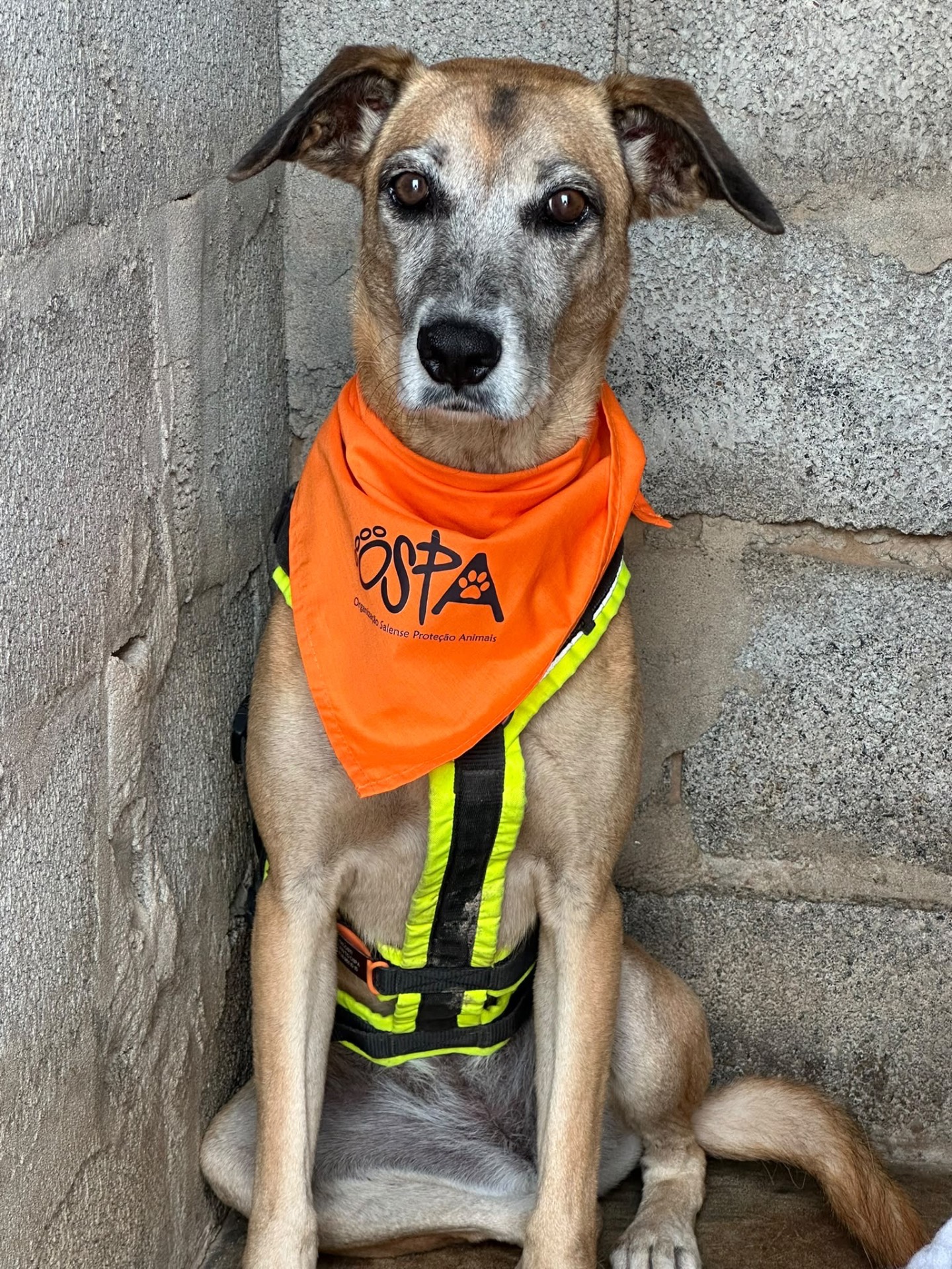 Hund mit orangefarbenem OSPA-Halstuch und Geschirr